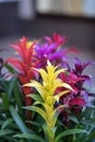 Mix of colorful bright Guzmania, fine representative of bromeliad or pineapple family. Guzmania, symbol of male power
