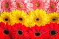Mix colour of daisies or gerberas, flower background photography