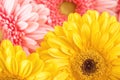 Mix colour of daisies or gerberas, flower background photography