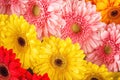 Mix colour of daisies or gerberas, flower background photography