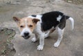 Mix colour small dog puppy eating biscuit Royalty Free Stock Photo