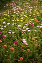 Mix Common Purslane