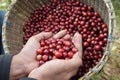 Mix of cup of Close up of red berries coffee beans Royalty Free Stock Photo