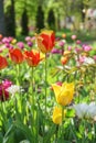 Mix of different colors tulip flowers blooming in flowerbed in garden on sunny day Royalty Free Stock Photo