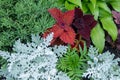 Mix of different flowers in the flowerbed - Coleus, Cineraria, Silverdust, Hosta. Garden design. Deciduous plants. Royalty Free Stock Photo