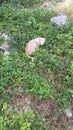 Mix Domestic Cat with Faded Orange Fur