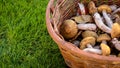 Mix of edible forest mushrooms in a basket