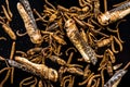 Mix of edible fried worms and insects,culinary trends Royalty Free Stock Photo