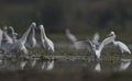 Flock of Egrets In Pond Royalty Free Stock Photo