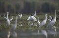 Flock of Egrets In Pond Royalty Free Stock Photo