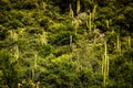 Hill in fertile valley of flora, vegetation in different shades of green.