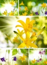 Mix of flowers in the garden against the sun Royalty Free Stock Photo