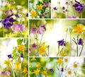 Mix flowers in the garden against the sun Royalty Free Stock Photo