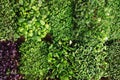 mix of fresh microgreens containers Royalty Free Stock Photo