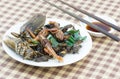 Mix fried insect on white dish Royalty Free Stock Photo