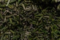 Mix of frozen vegetables in metal bowl. Studio Photo Royalty Free Stock Photo