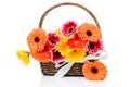 Mix gerber flowers in the basket Royalty Free Stock Photo
