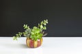 Mix of green echeveria, sedum,crassula succulent plant arrangement in pumpkin ceramic pot Royalty Free Stock Photo