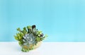 Mix of green echeveria, sedum,crassula succulent plant arrangement in yellow ceramic pot Royalty Free Stock Photo