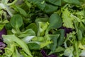 mix of green lettuce leaves view from top close-up Royalty Free Stock Photo