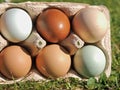 Mix of green and other colorful eggs of different chicken breeds