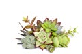 Mix of green and red echeveria succulent flowering plant arrangement on white background