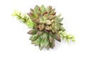 Mix of green and red succulent flowering plant arrangement top view, on white background