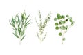 Mix of herbs green branches, leaves eucalyptus and plants collection on white background. flat lay, top view