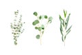 Mix of herbs green branches, leaves eucalyptus and plants collection on white background. flat lay, top view