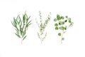 Mix of herbs green branches, leaves eucalyptus and plants collection on white background. flat lay, top view