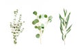 Mix of herbs green branches, leaves eucalyptus and plants collection on white background. flat lay, top view