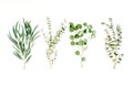 Mix of herbs green branches, leaves eucalyptus and plants collection on white background. flat lay, top view