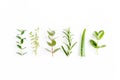 Mix of herbs, green branches, leaves mint, eucalyptus, rosemary, aloe Vera and plants collection on white background Royalty Free Stock Photo