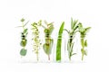 Mix of herbs, green branches, leaves mint, eucalyptus, rosemary, aloe Vera and plants collection on white background Royalty Free Stock Photo