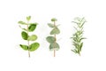 Mix of herbs, green branches, leaves mint, eucalyptus, rosemary and plants collection on white background. Set of Royalty Free Stock Photo