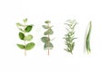 Mix of herbs, green branches, leaves mint, eucalyptus, rosemary and plants collection on white background. Set of Royalty Free Stock Photo