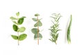Mix of herbs, green branches, leaves mint, eucalyptus, rosemary and plants collection on white background. Set of Royalty Free Stock Photo