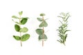 Mix of herbs, green branches, leaves mint, eucalyptus, rosemary and plants collection on white background. Set of Royalty Free Stock Photo