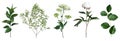 Mix of herbs and plants vector big collection. Cute rustic wedding greenery Royalty Free Stock Photo