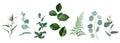 Mix of herbs and plants vector big collection Royalty Free Stock Photo
