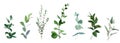Mix of herbs and plants vector big collection. Royalty Free Stock Photo
