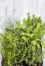 mix of herbs in a pot - rosemary, thyme, sage, Italian smil and marjoram