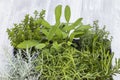 mix of herbs in a pot - rosemary, thyme, sage, Italian smil and marjoram