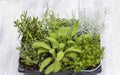mix of herbs in a pot - rosemary, thyme, sage, Italian smil and marjoram