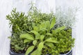 mix of herbs in a pot - rosemary, thyme, sage, Italian smil and marjoram