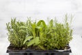 mix of herbs in a pot - rosemary, thyme, sage, Italian smil and marjoram