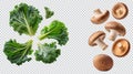 Mix of Kale and Mushrooms, Healthy Organic Vegetables, Vegan Food Concept, Isolated Royalty Free Stock Photo