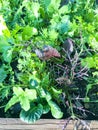 Mix of leaf lettuces growing on garden bed Royalty Free Stock Photo