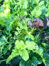 Mix of leaf lettuces growing on garden bed Royalty Free Stock Photo