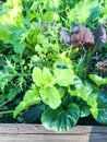 Mix of leaf lettuces growing on garden bed Royalty Free Stock Photo